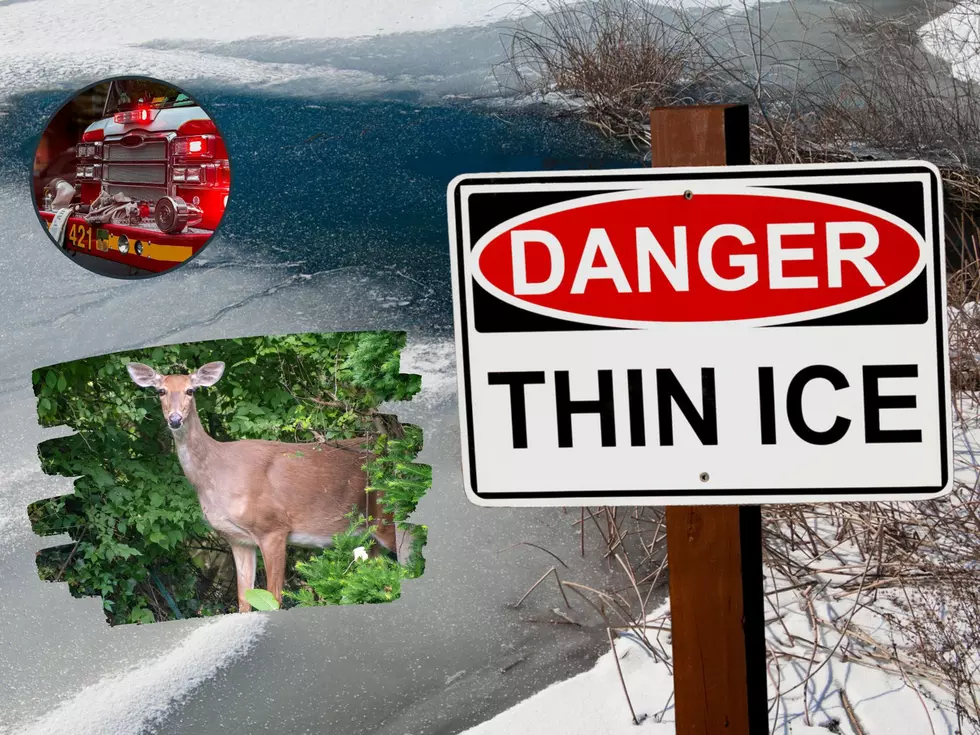 Deer Trapped On Icy River Saved By Illinois First Responders