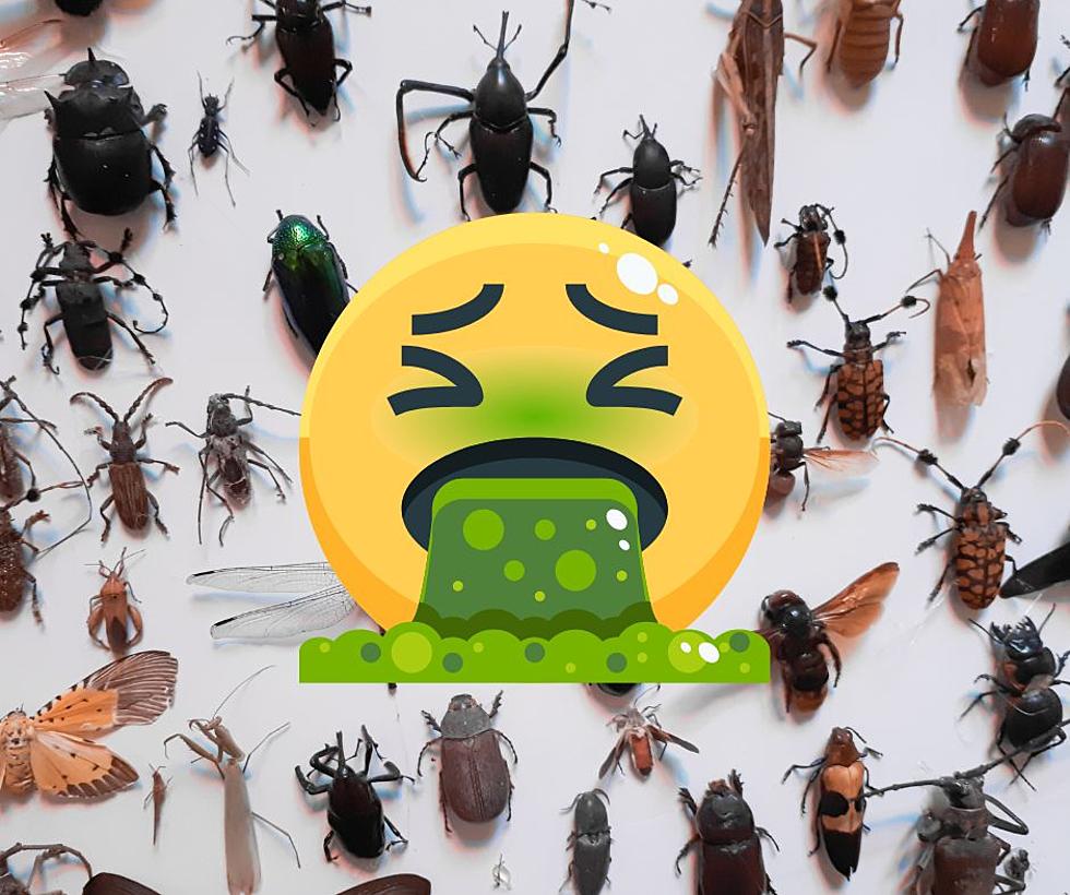 5 Gross Bugs Coming in Spring to an Illinois House Near You