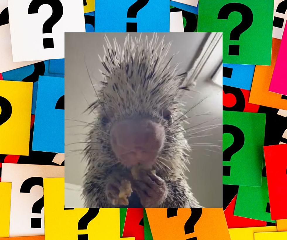 Here’s a Video of an Illinois Pet Porcupine Named Sal, Eating a Banana