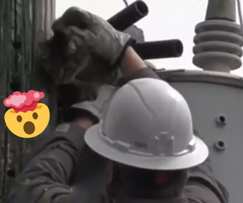 Did You Hear About the Dramatic Rescue of a Cat in Illinois?