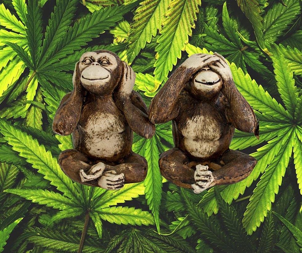 Wisconsin Arrest Made, Police Find Huge Marijuana Grow and 2 Monkeys