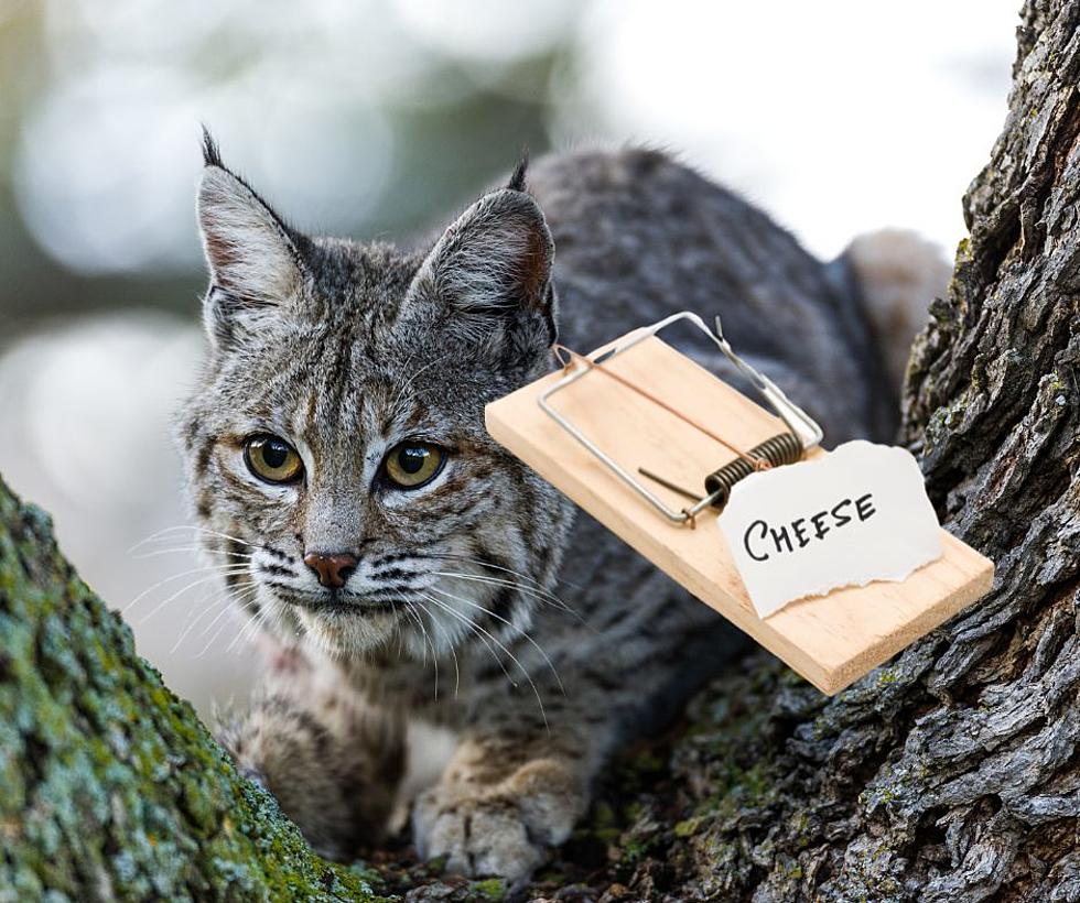 There Was a Bobcat in my Backyard, Can I Legally Trap it in Illinois?