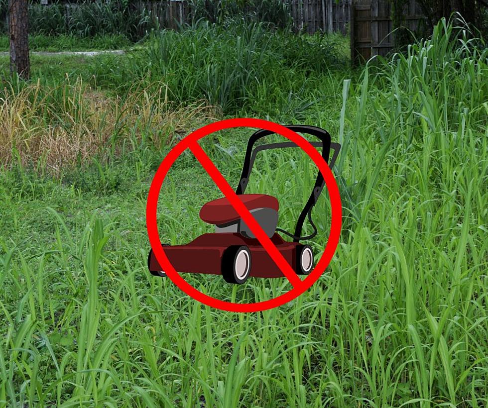 You Won't Believe What IL Man Is Doing To Avoid Mowing His Lawn