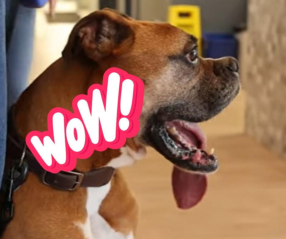 Illinois Dog Breaks World Record For&#8230;A 5.46 Inch Tongue