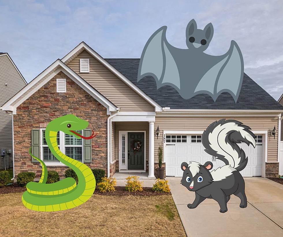 There’s an Illinois Company That Will Bring Bats, Snakes, Skunks, to Your House