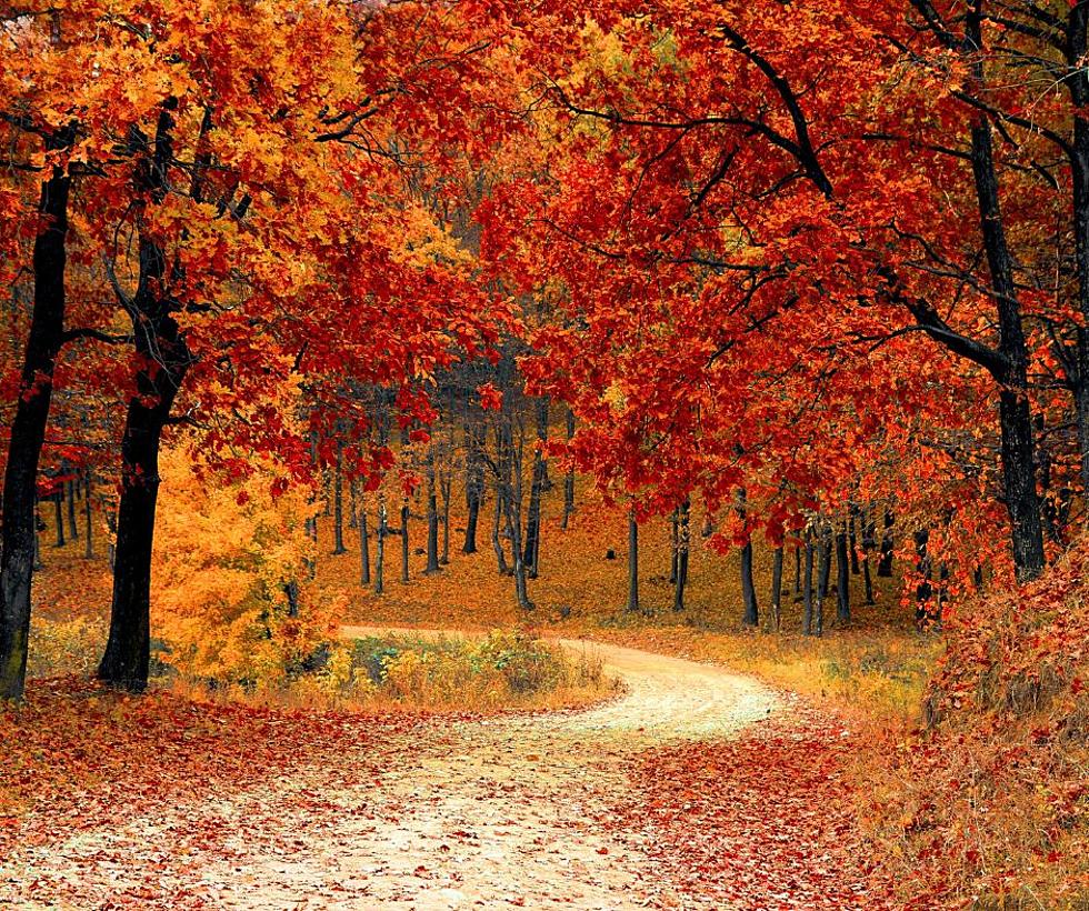 Fall Forecast For Leaves Changing Colors In Illinois & Wisconsin