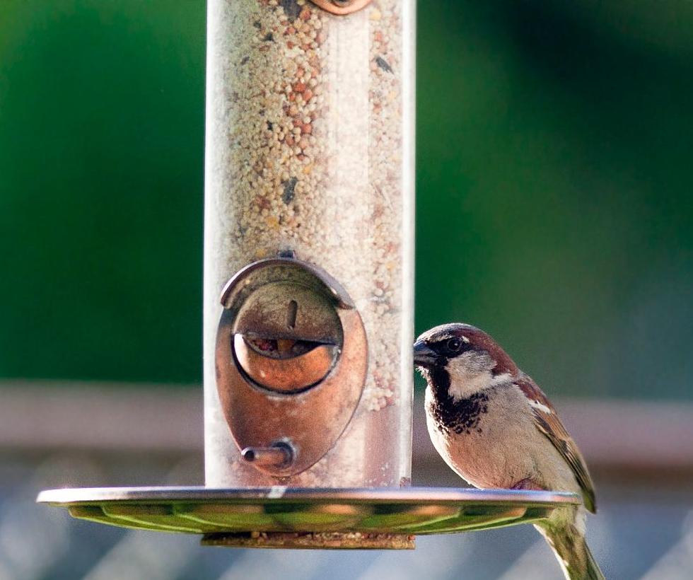 Did Illinois Man Really Get Arrested For Stealing Bird Feeder?