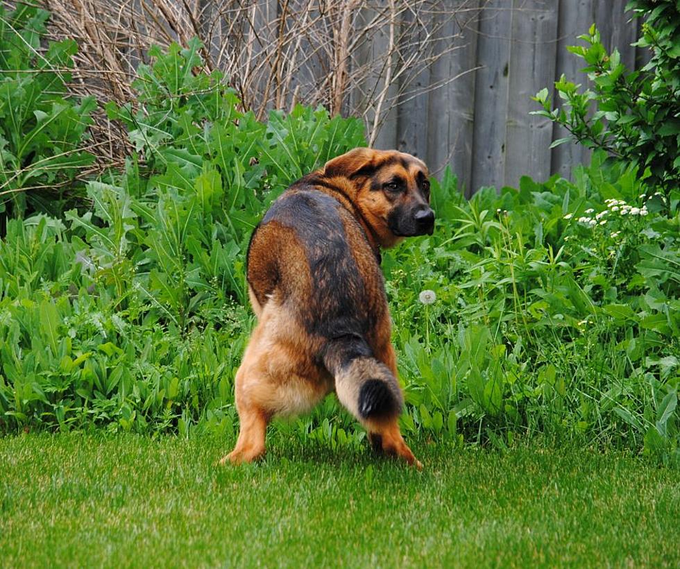 Illinois Neighborhood Dispute Escalates Quickly Over Dog Poop