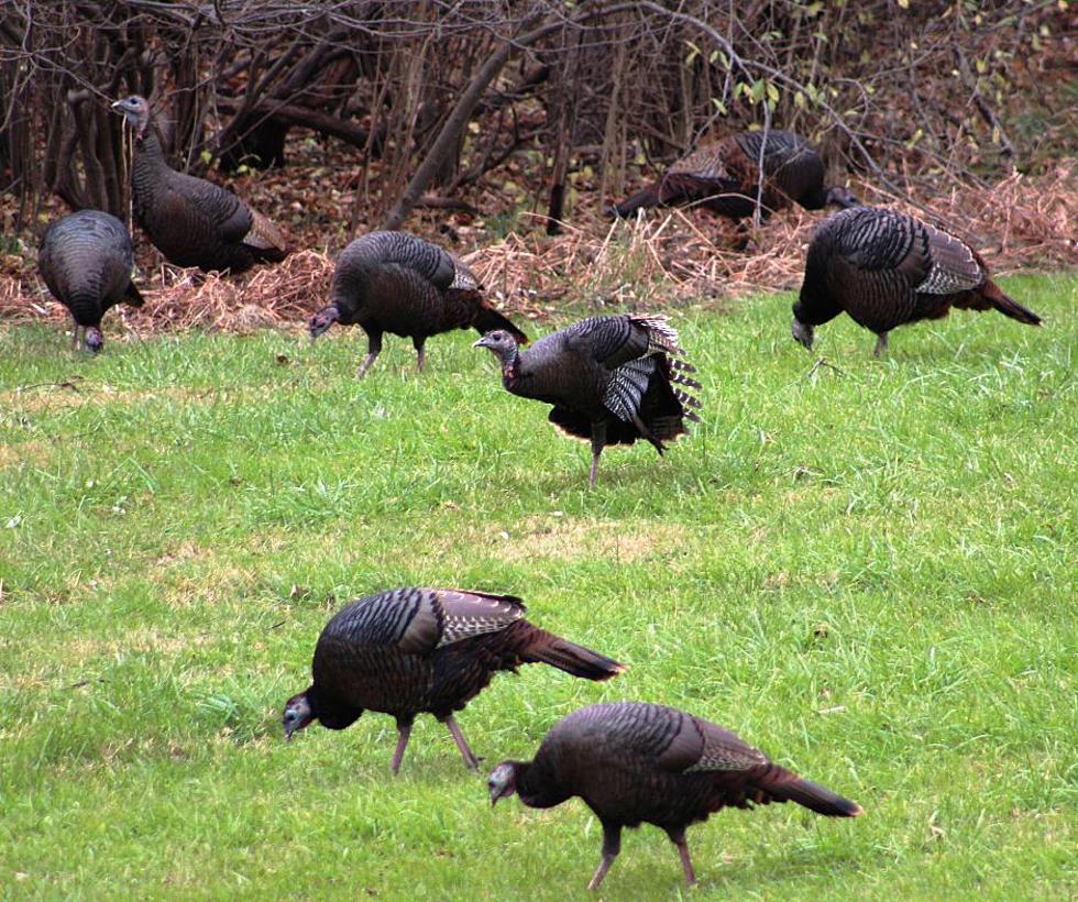 Enormous Number Of Turkeys Have Overpopulated Illinois