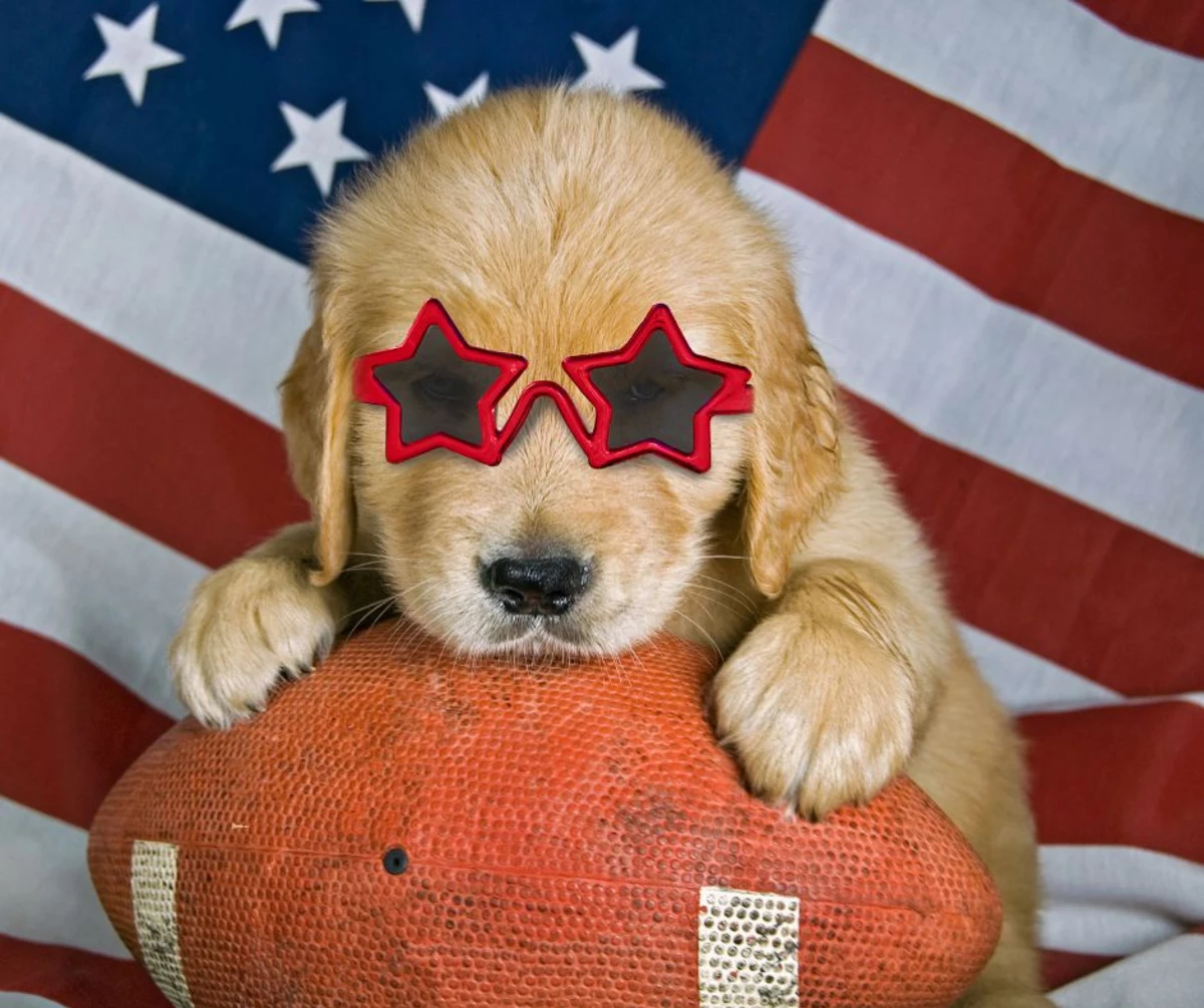 2024 Puppy Bowl: An Adorable Alternative To The Super Bowl