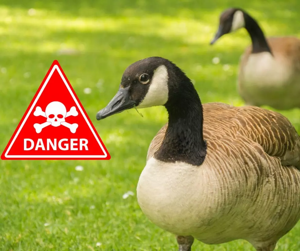 Are Geese In Illinois Dangerous To Humans?