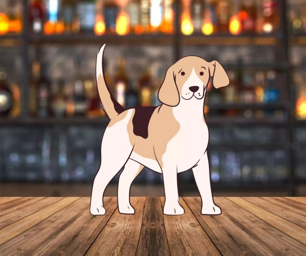 Coming Soon To Illinois Is A Bar With A Dog Park