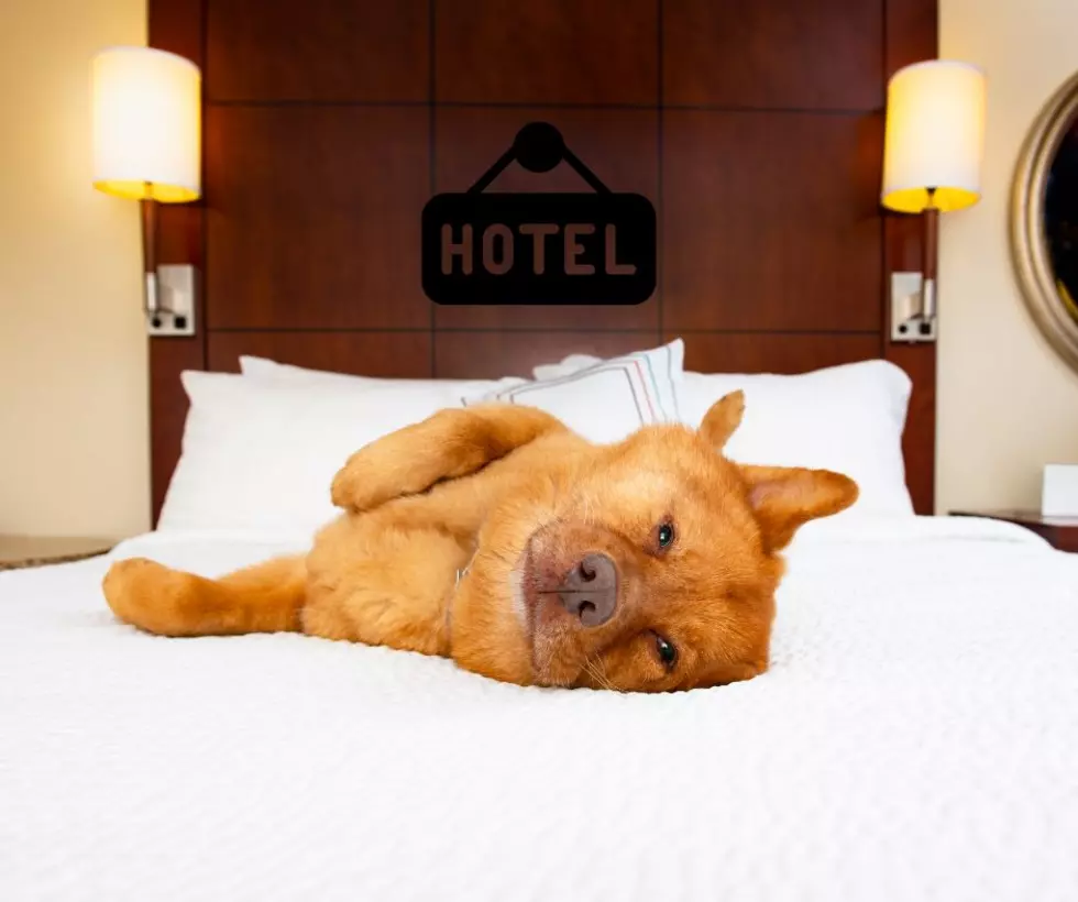 One Of The Top Hotels In Illinois And U.S. Is Dog Friendly
