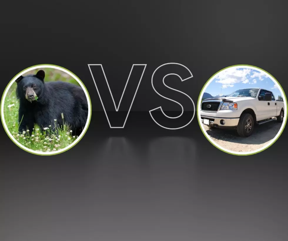 Who Won In The Bear Vs Truck Battle In Wisconsin?