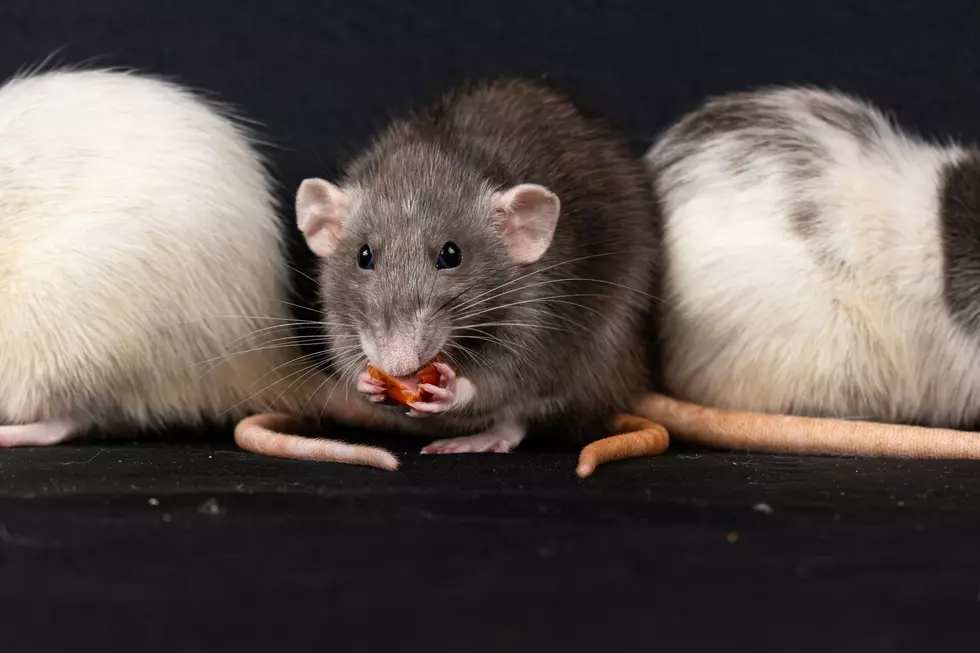 Call In The Pied Piper, Wisconsin City Has Major Rat Problem