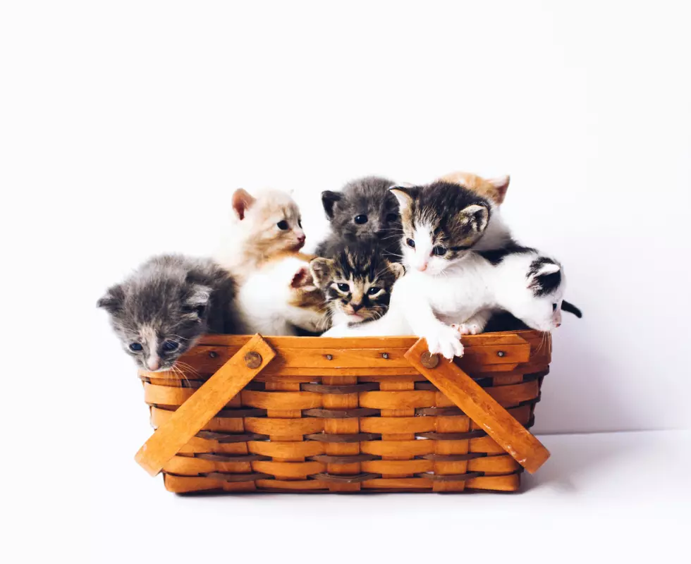 The Top 10 Most Popular Cat Names In Illinois