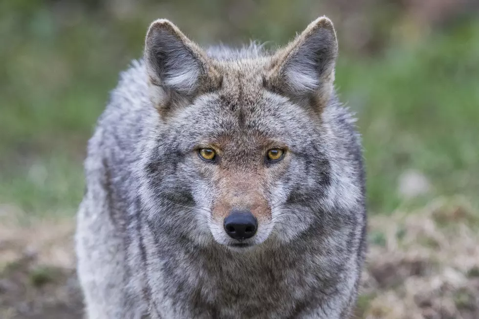 Coyotes Have Become A Major Problem In Illinois