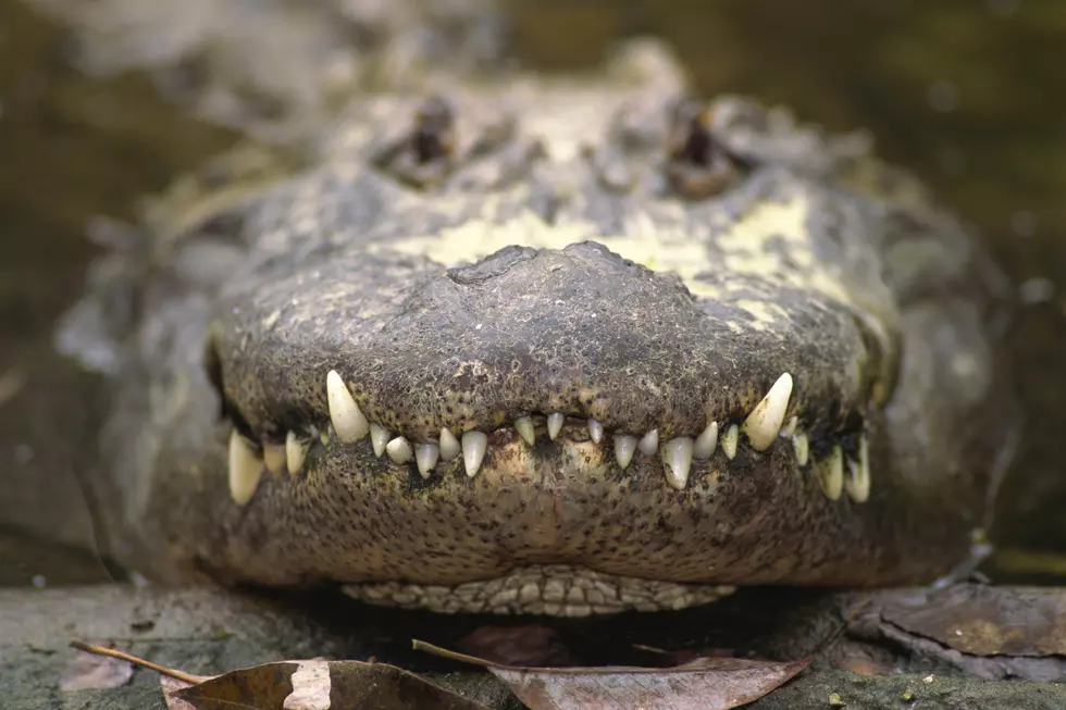 Surprise Find In Milwaukee: An Alligator In A Basement