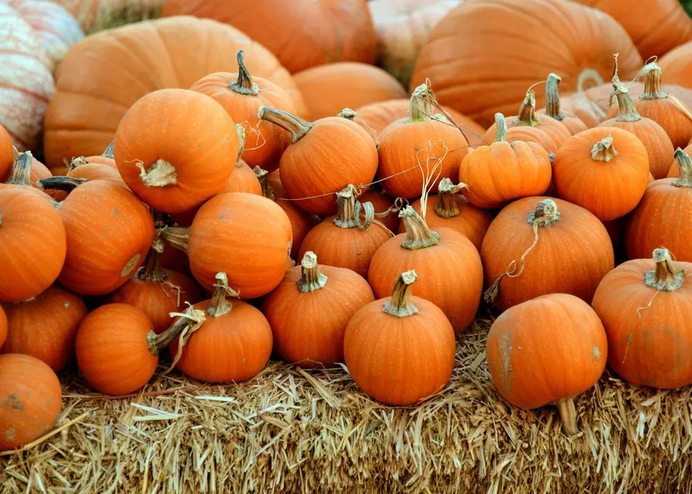 What To Do With Your Leftover Pumpkins After Halloween