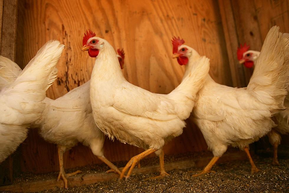 Several 4-H Kids Had Their Chickens Stolen at the 2021 Boone County Fair
