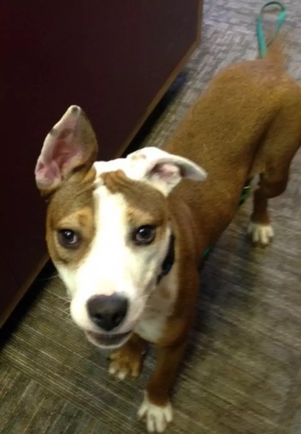 Here&#8217;s our Q98.5 Pet of The Week