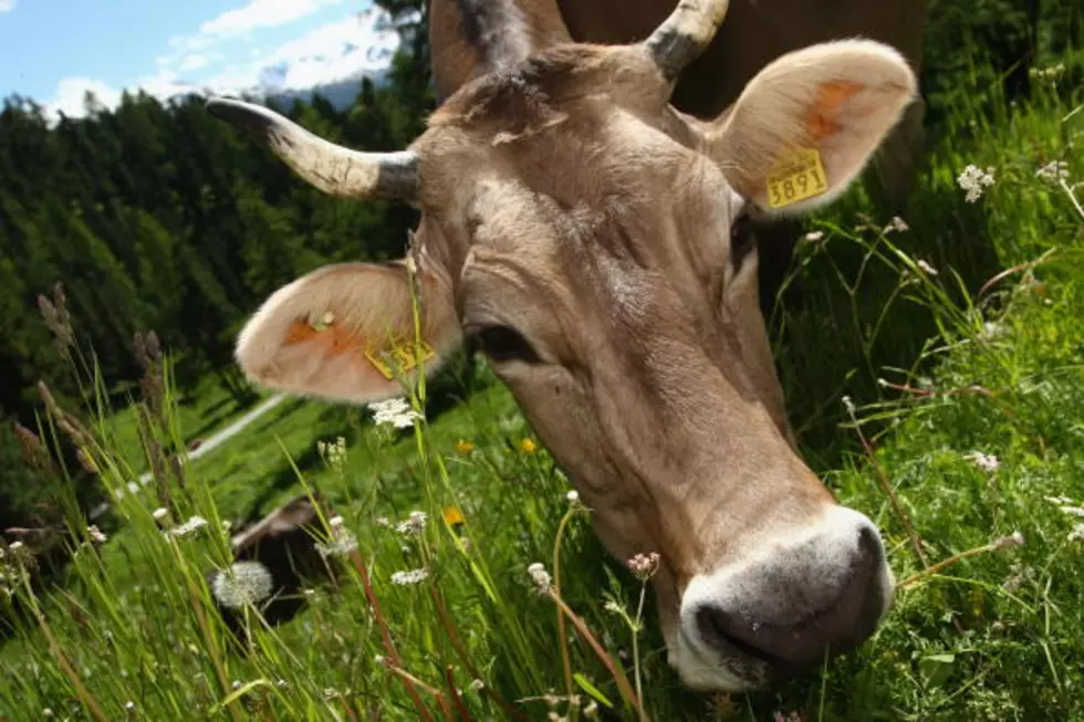 This Cow Thinks She’s a Dog [Video]