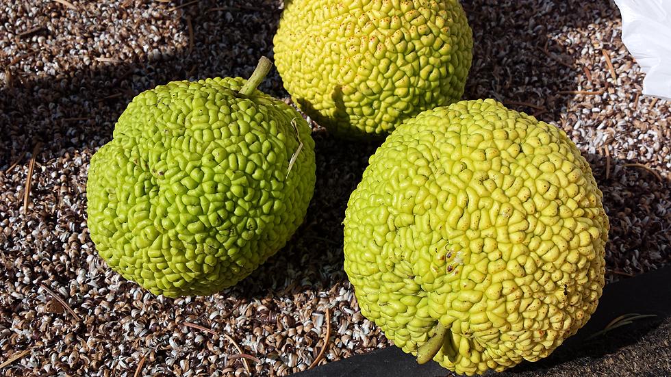 Repel Insects with Osage Oranges