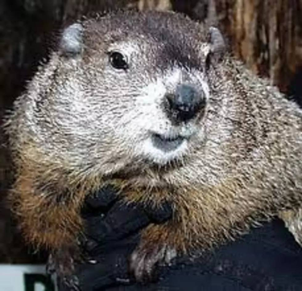 Celebrate Groundhogs Day In Nearby Woodstock, Illinois.