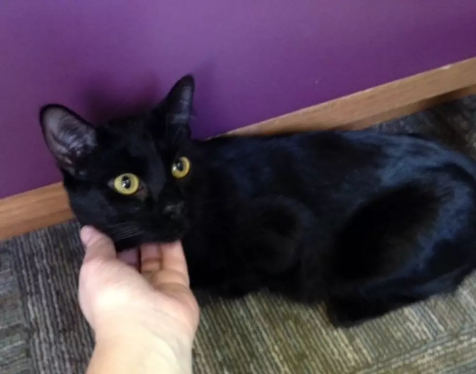 Q98.5 Pet of the Week; Lil Meow