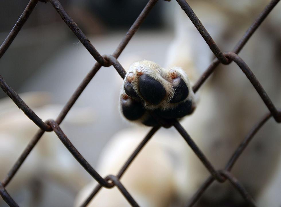 Rockford Animal Shelter’s On a Mission to Empty All Their Cages