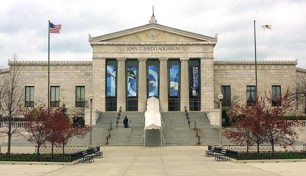 Chicago&#8217;s Shedd  Aquarium Waiving Admission for 24 Days