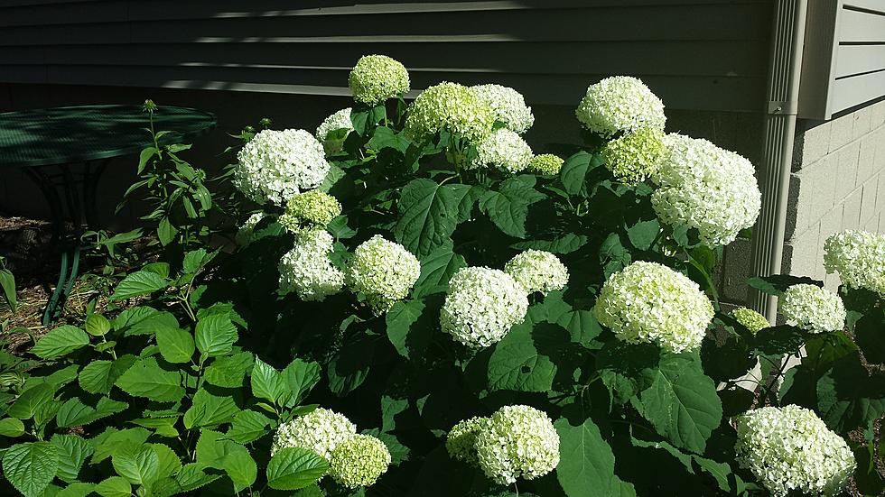 Used Coffee Grounds on Plants: Does this Work? [Video]