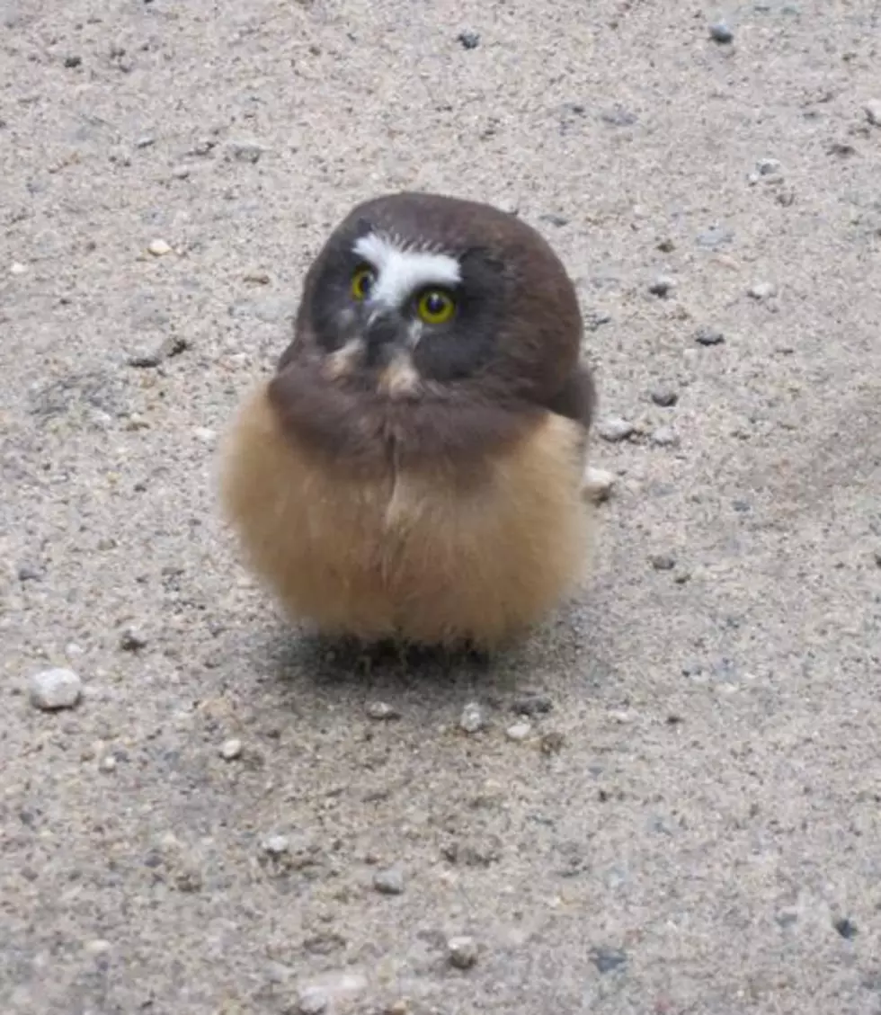 Baby Owl Found on A road