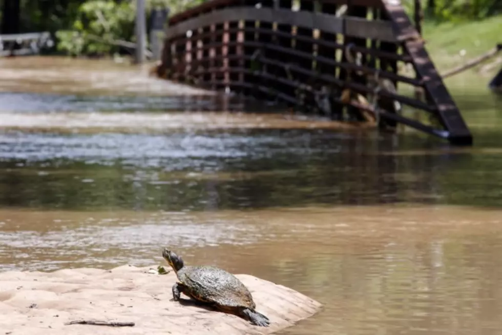 Endangered Turtle is Missing