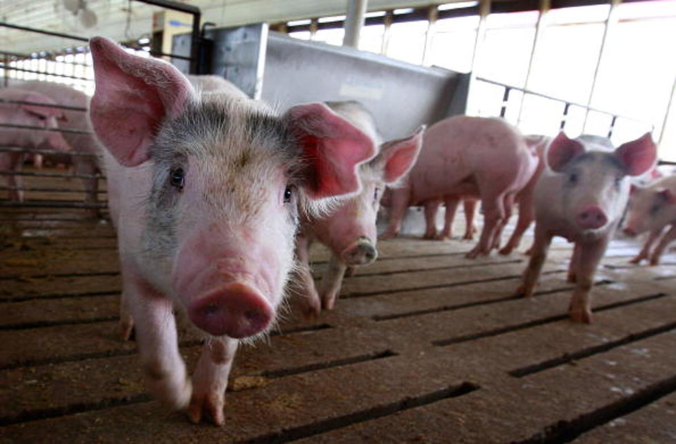 SOOOEY!  Here is the 2015 Winner of the Illinois State Fair Hog Calling Contest [Watch]