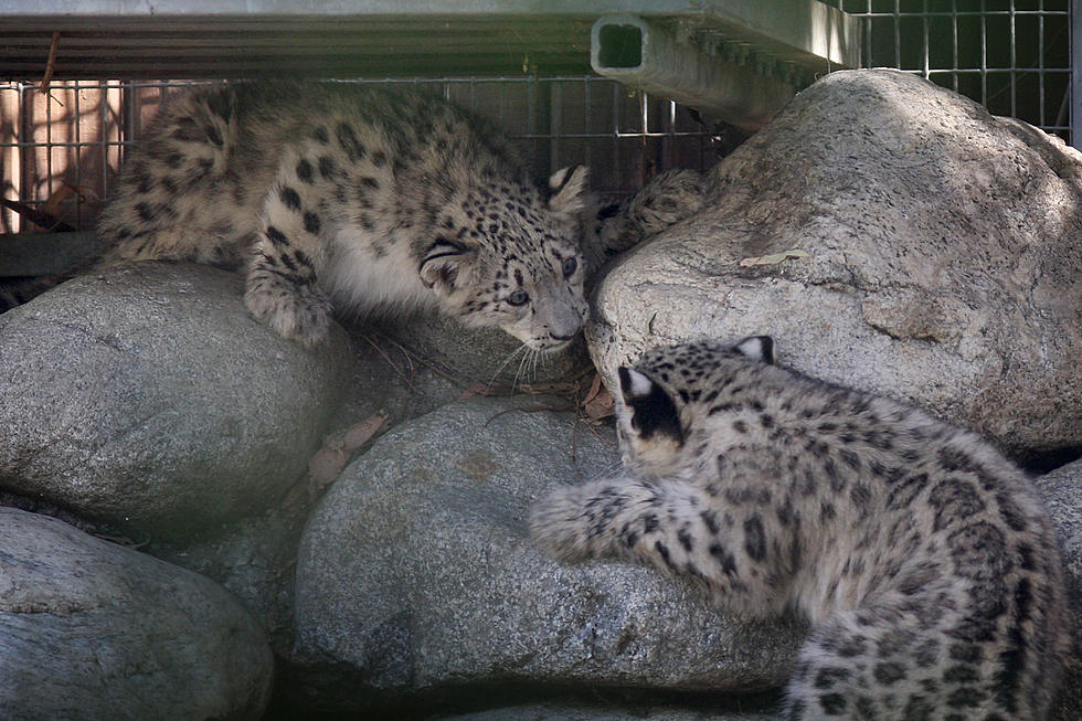 See the Baby Snow Leopards [Video]