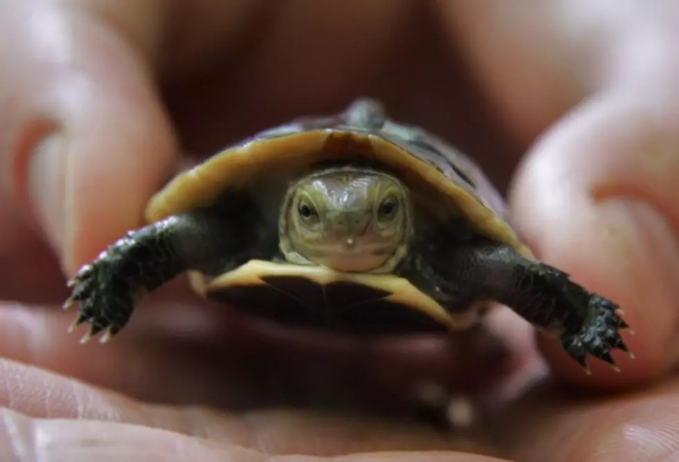 Endangered Turtles Hatch at Both Brookfield and Lincoln Park Zoo