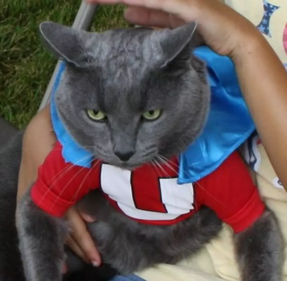 Halloween Costumes Ideas for your Pet [Video]