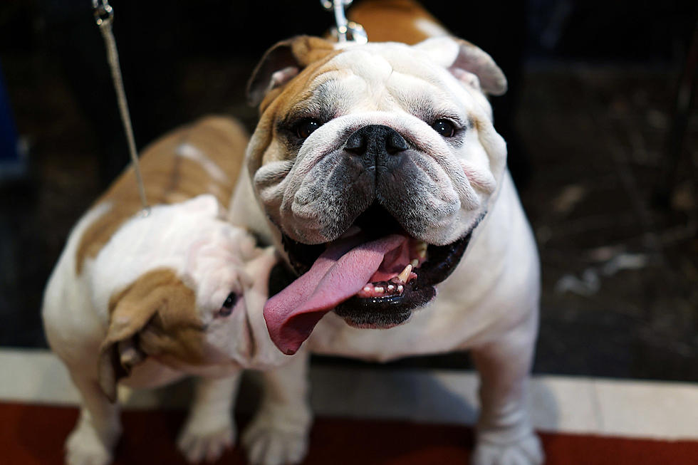 Illinois Passes New Dog Law