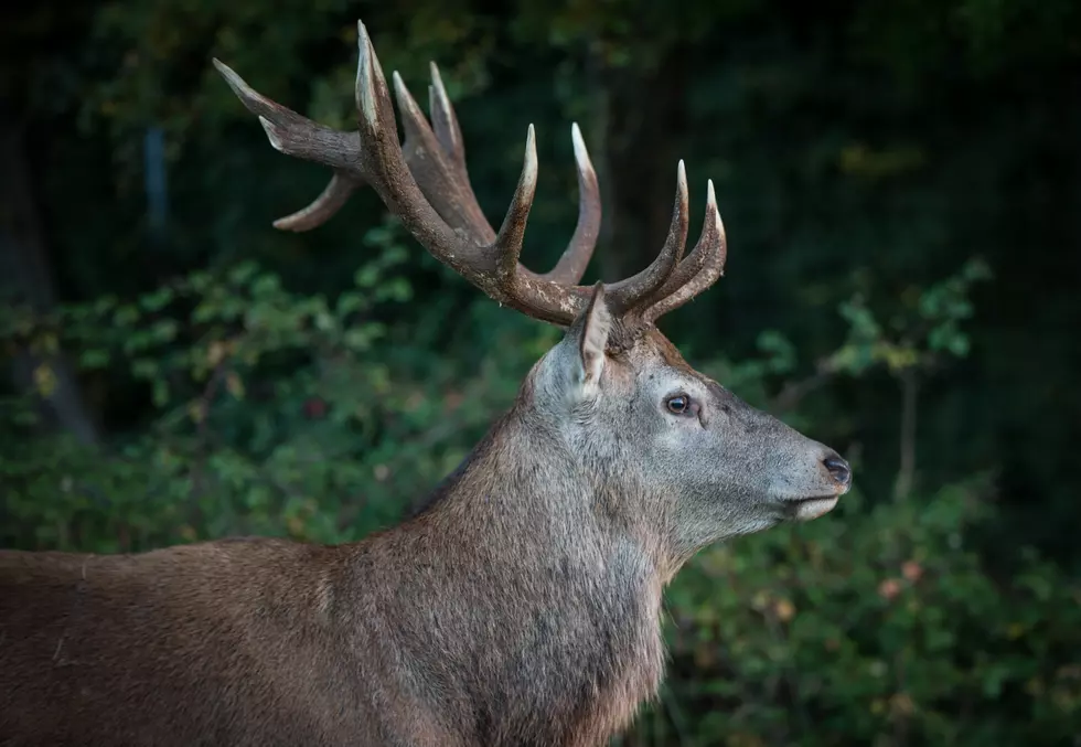 Illinois Hunter Snags 51 Point Buck and it Could Be a U.S. Record