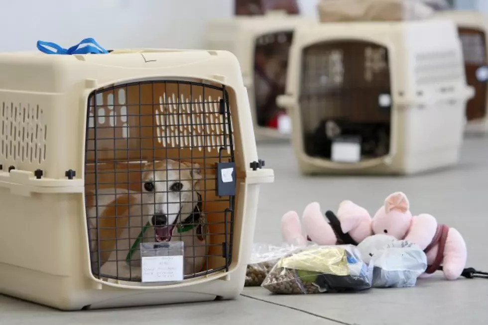 O&#8217;Hare&#8217;s Added an Indoor Potty Area for Pets