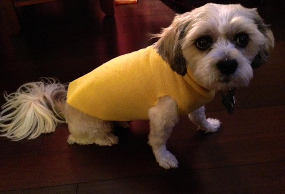 DIY No Sew Dog Sweater [WATCH]