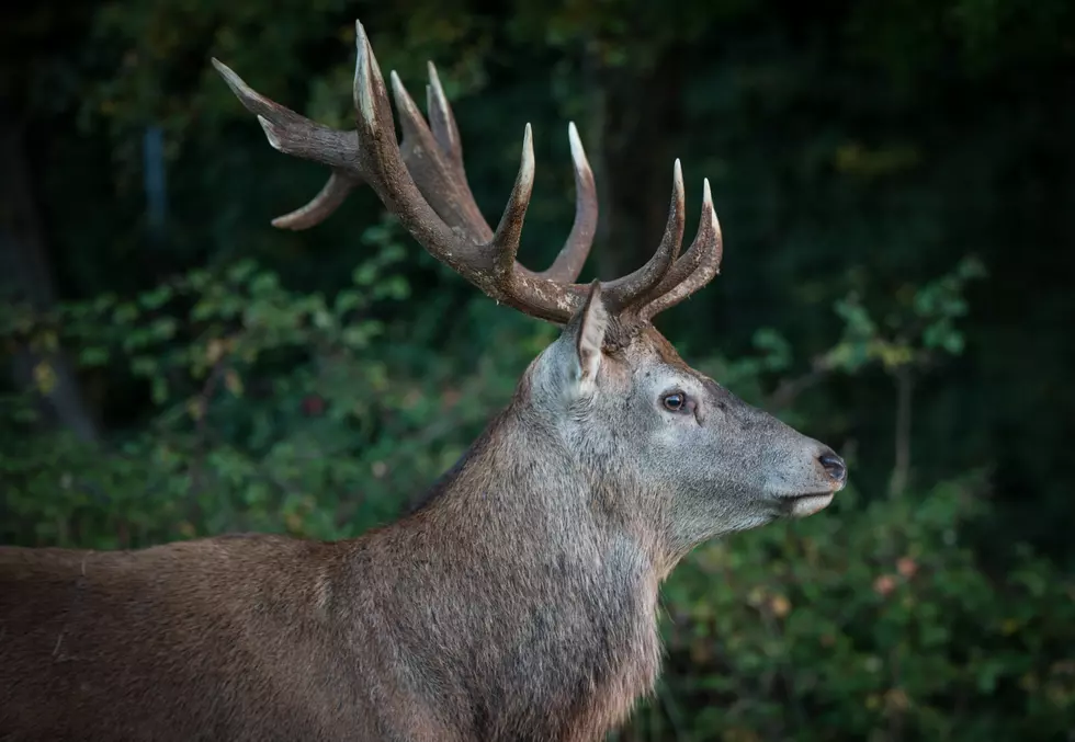 Yukon Was Not Looking For Silver and Gold In &#8220;Rudolph&#8221;.