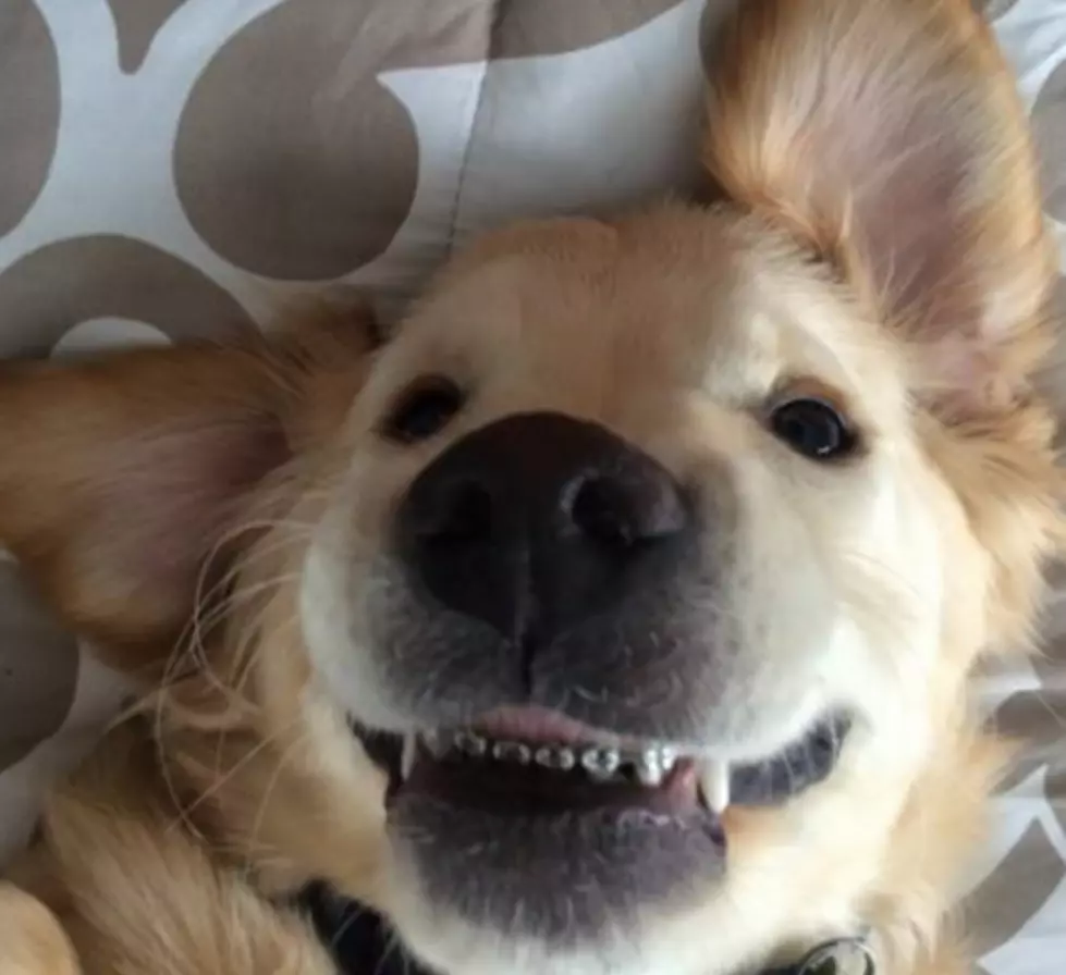 Braces aren&#8217;t just for People they&#8217;ve Gone to the Dogs