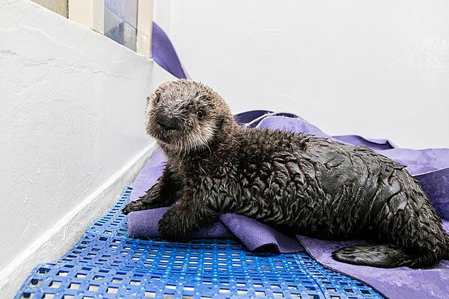 Shedd Aquarium&#8217;s Rescued Sea Otter Pup has a Name 
