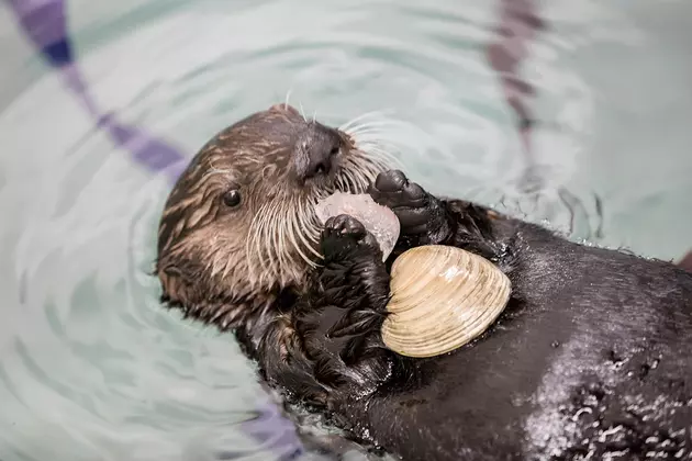 Shedd Aquarium to Reveal Pup 719&#8217;s Name on Friday