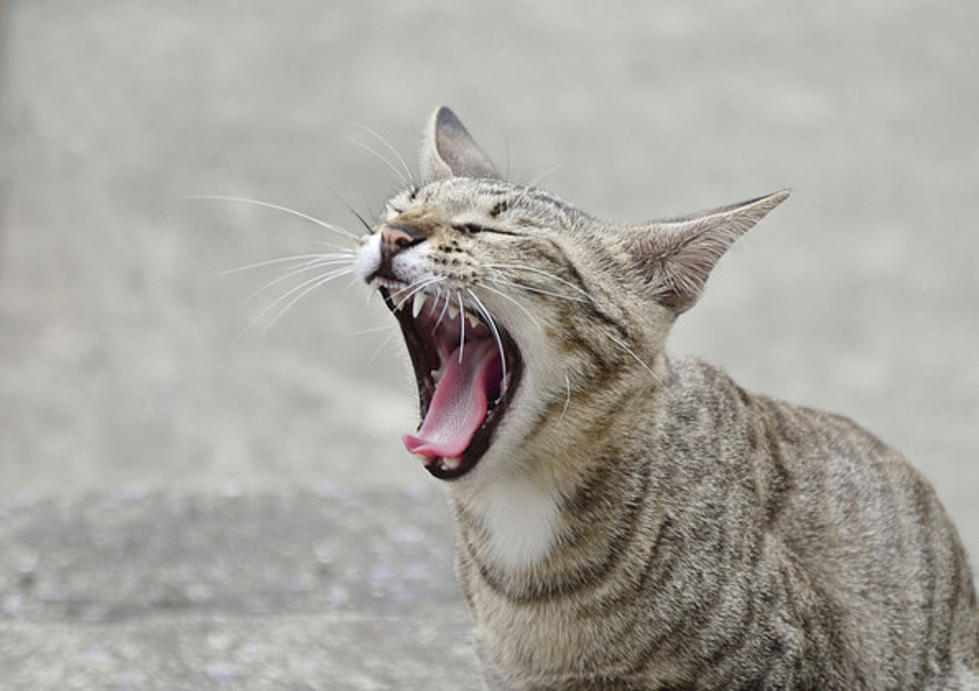 Cats linked to anger