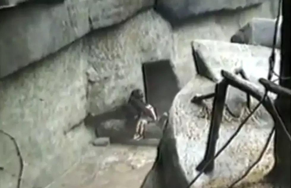 Flashback: Brookfield Zoo Gorilla Rescues Youngster Who Fell in Ape Enclosure [Video]