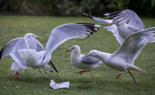 The Gulls Love Wrigley Field for a Whole Other Reason