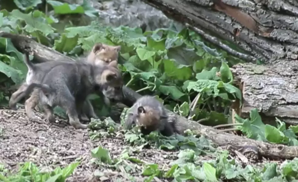 Watch Gray Wolf Pups Make Their Debut at The Brookfield Zoo [Video]